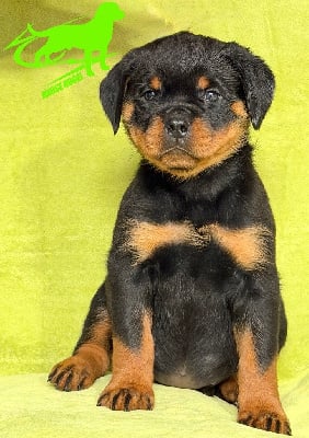 Les chiots de Rottweiler