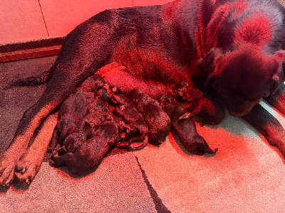 Les chiots de Rottweiler