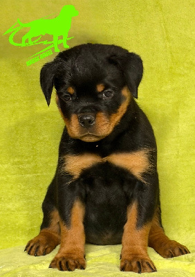 Les chiots de Rottweiler