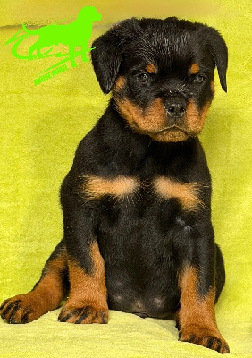 Les chiots de Rottweiler