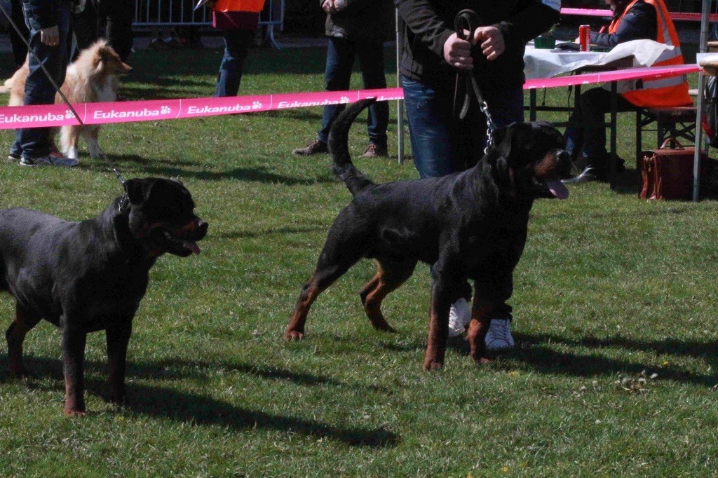 Mack Vom Hause Hugel - 1 er Excellent + meilleur jeune + meilleur de race