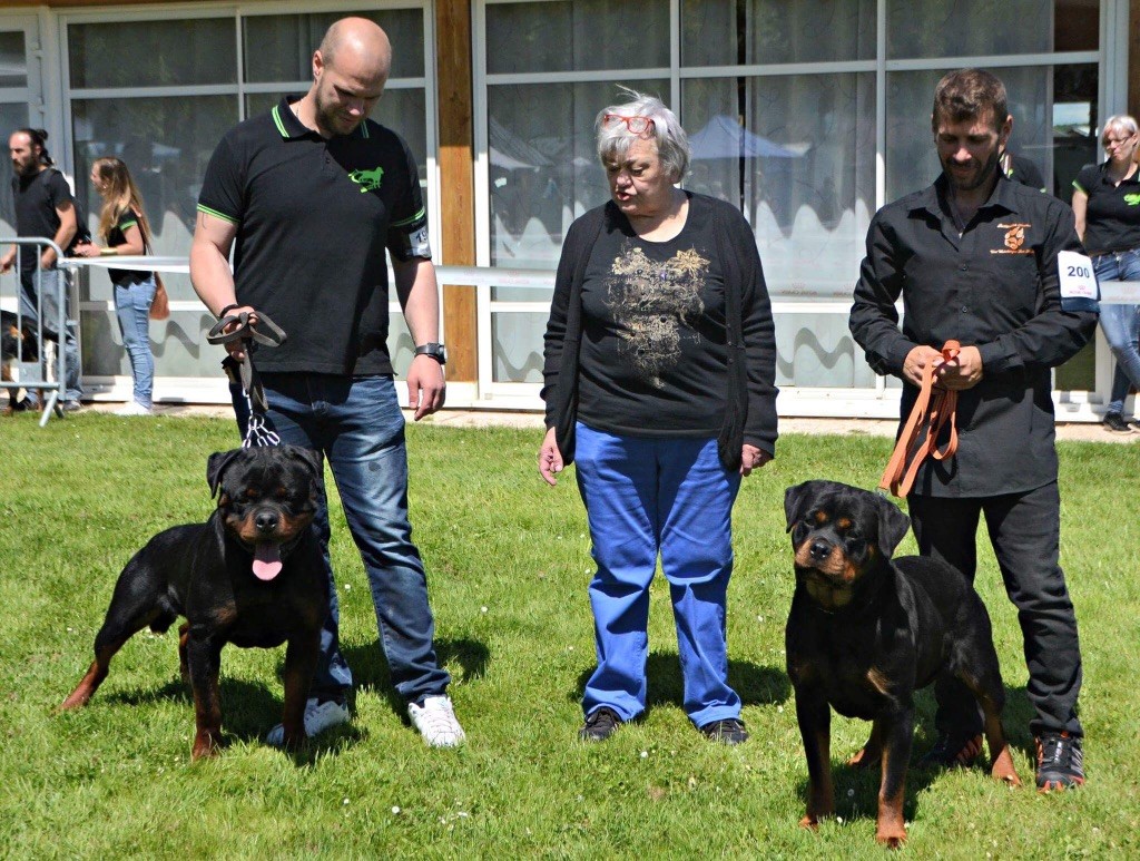 Mack Vom Hause Hugel - 1ER excellent Meilleur jeune Meilleur sexe opposé