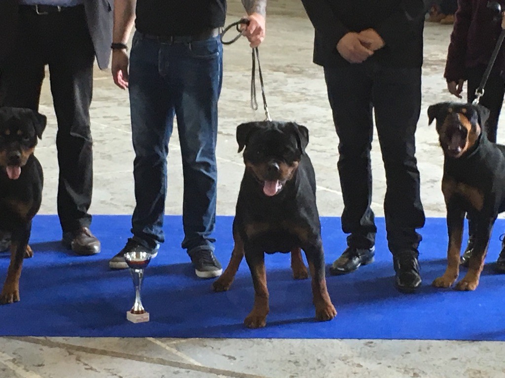 Murphy Vom Hause Hugel - 1 er Excellent + meilleur jeune