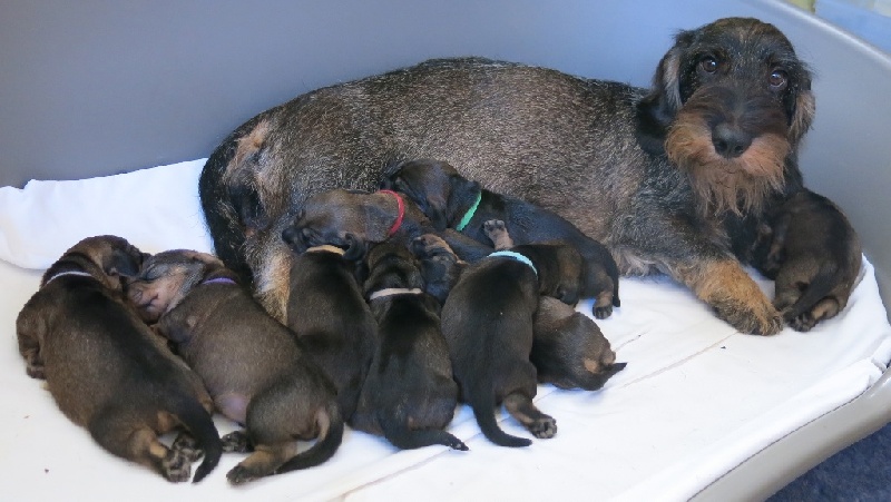 chiot Teckel poil dur Von Beltztal