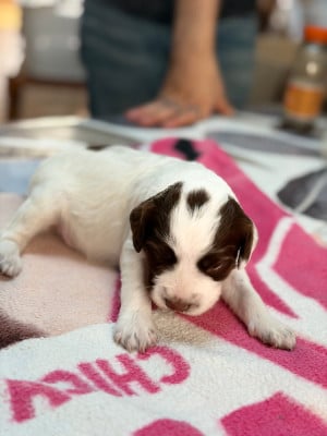 Chiot N°4 - English Springer Spaniel