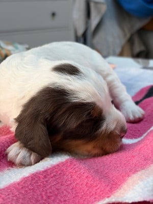 English Springer Spaniel