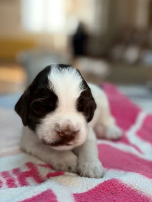 Chiot N°5 - English Springer Spaniel