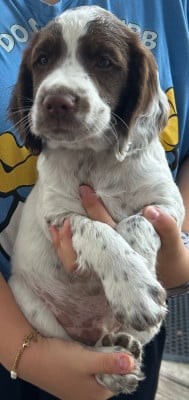 Les chiots de English Springer Spaniel