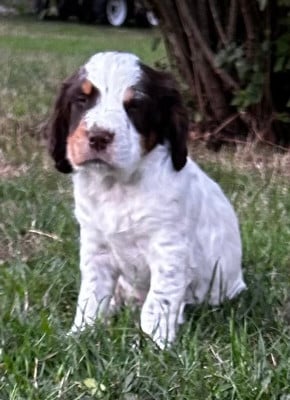 Les chiots de English Springer Spaniel