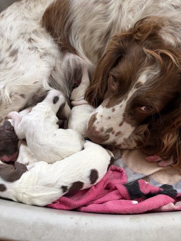English Springer Spaniel - De La Lys Romane