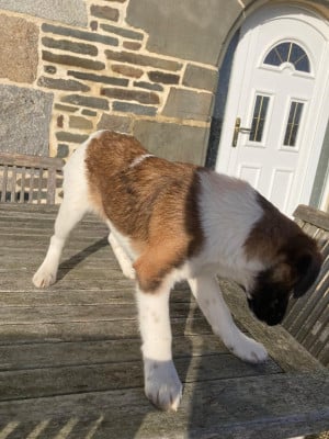 Les chiots de Fox Terrier Poil lisse