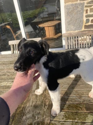 Les chiots de Fox Terrier Poil lisse