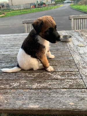 Les chiots de Fox Terrier Poil lisse
