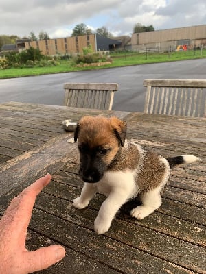 Les chiots de Fox Terrier Poil lisse