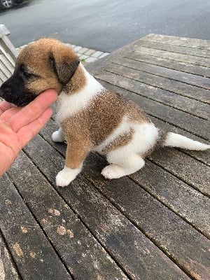 Les chiots de Fox Terrier Poil lisse
