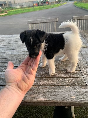 Les chiots de Fox Terrier Poil lisse