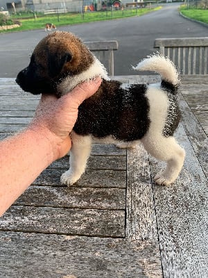 Les chiots de Fox Terrier Poil lisse