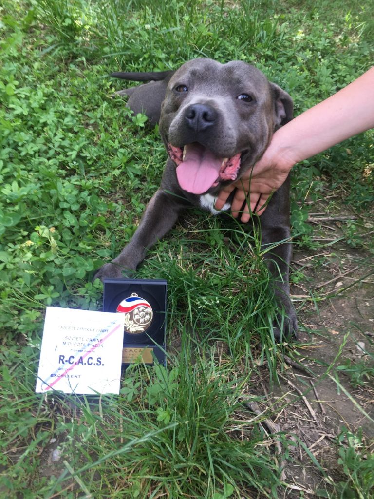 Lulo bonbon bum du Domaine des Anges Bleus - 2 EME EXCELLENT RCACS