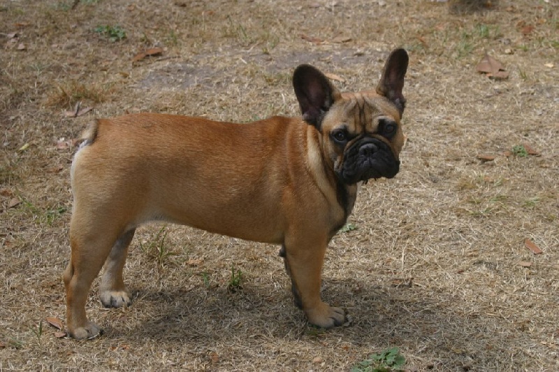 Publication : Du Clos Saint Jacques Auteur : Sisson Emma