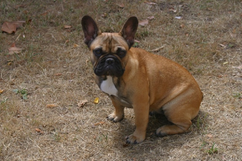 Publication : Du Clos Saint Jacques Auteur : Sisson Emma