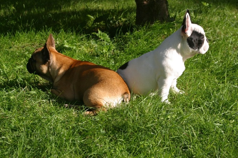 Publication : Du Clos Saint Jacques Auteur : Sisson Emma