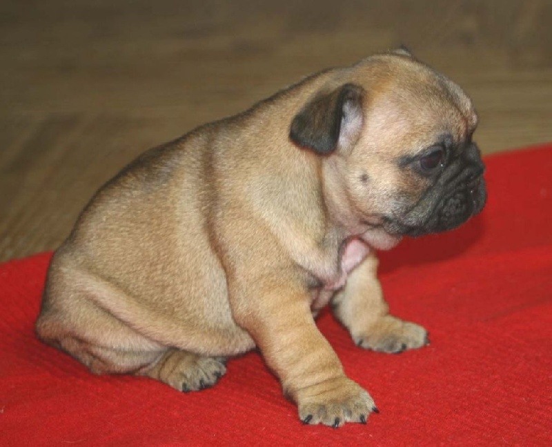 Publication : Du Clos Saint Jacques Auteur : Sisson Emma