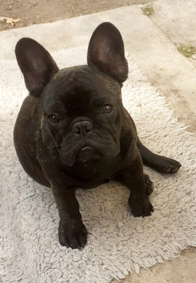 Les chiots de Bouledogue français