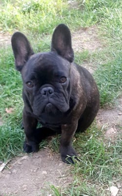 Les chiots de Bouledogue français