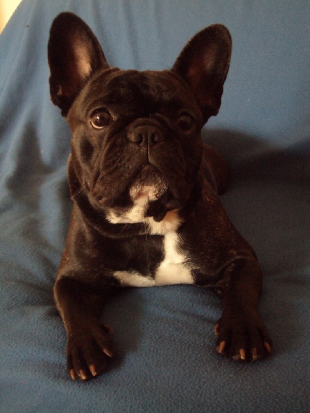 Publication : De L'aude De Bakkara Auteur : Aude BERTHOLET