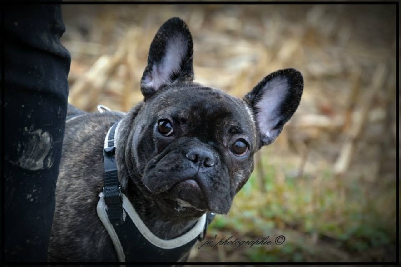 Publication : De L'aude De Bakkara Auteur : Aude BERTHOLET