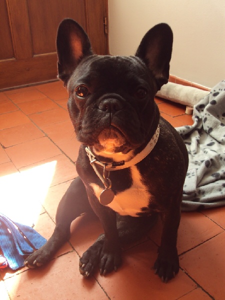 Publication : De L'aude De Bakkara Auteur : Aude BERTHOLET