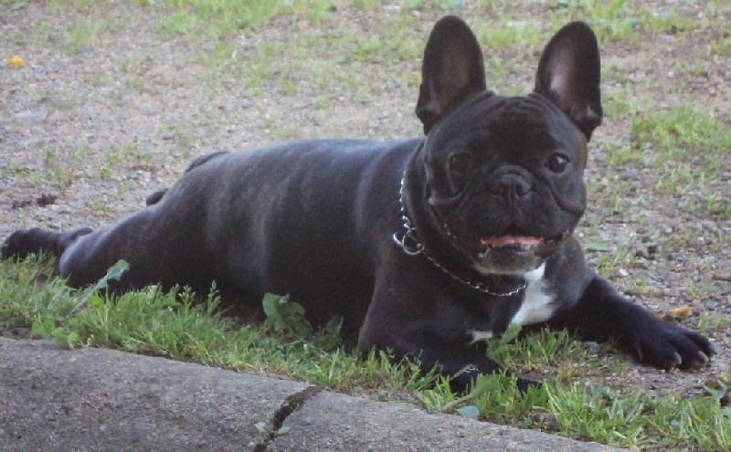 Publication : De L'aude De Bakkara Auteur : Aude BERTHOLET