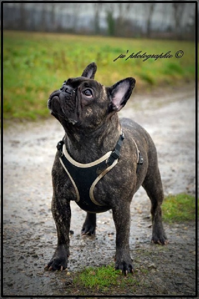 Publication : De L'aude De Bakkara Auteur : Aude BERTHOLET