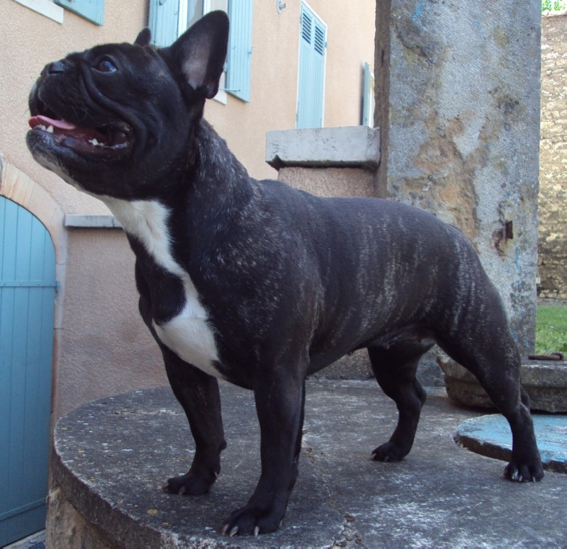 Publication : De L'aude De Bakkara Auteur : Aude BERTHOLET