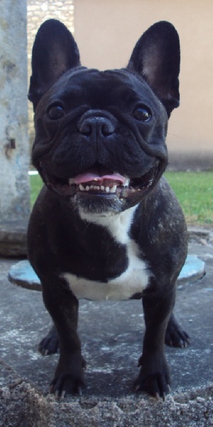 Publication : De L'aude De Bakkara Auteur : Aude BERTHOLET