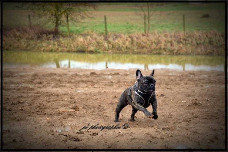 Publication : De L'aude De Bakkara Auteur : Aude BERTHOLET