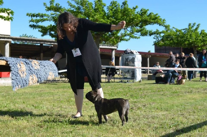 Heverglades De L'aude De Bakkara - Excellent + TAN