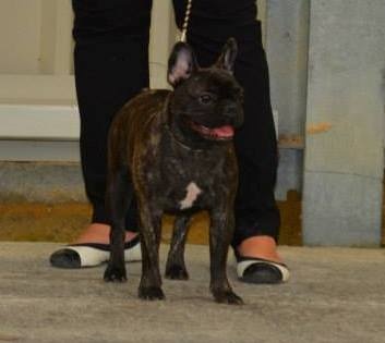 Heverglades De L'aude De Bakkara - Trés Bon