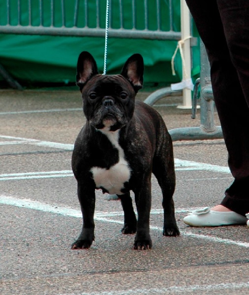 Fidji du Domaine de Miss Betty - 1 ere EXC + RCACS
