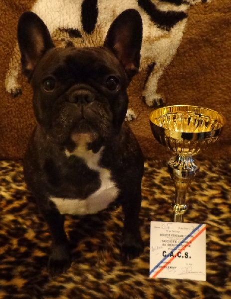 Fidji du Domaine de Miss Betty - 1 exc + CACS