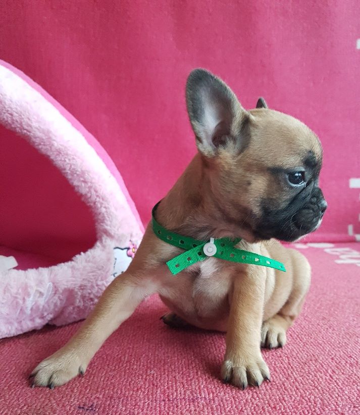 OUR STAR - Bouledogue français