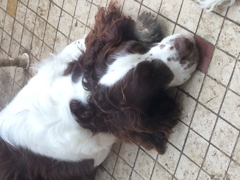 Je suis libertine du Port Vieux of Euskadi