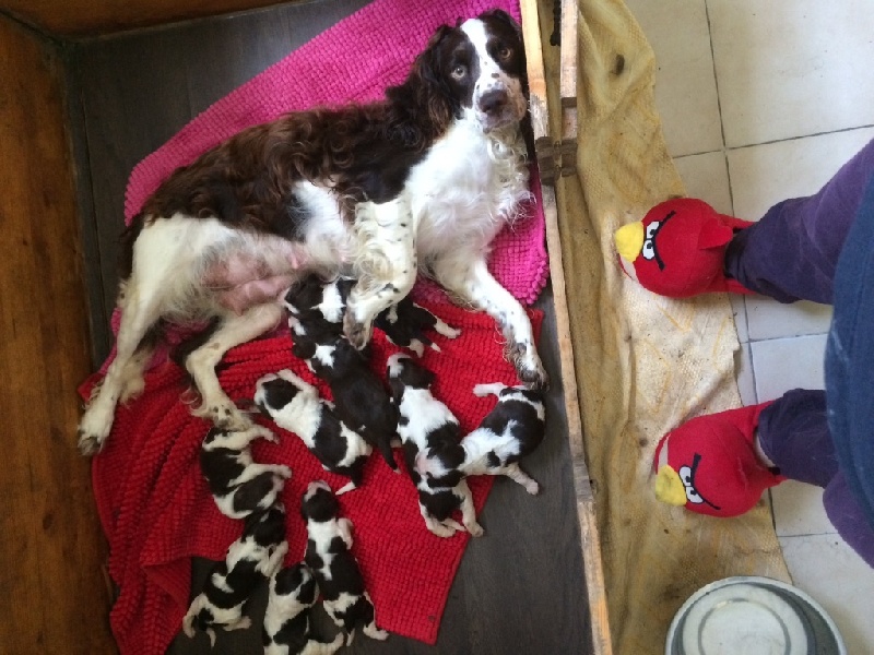 Je suis libertine du Port Vieux of Euskadi