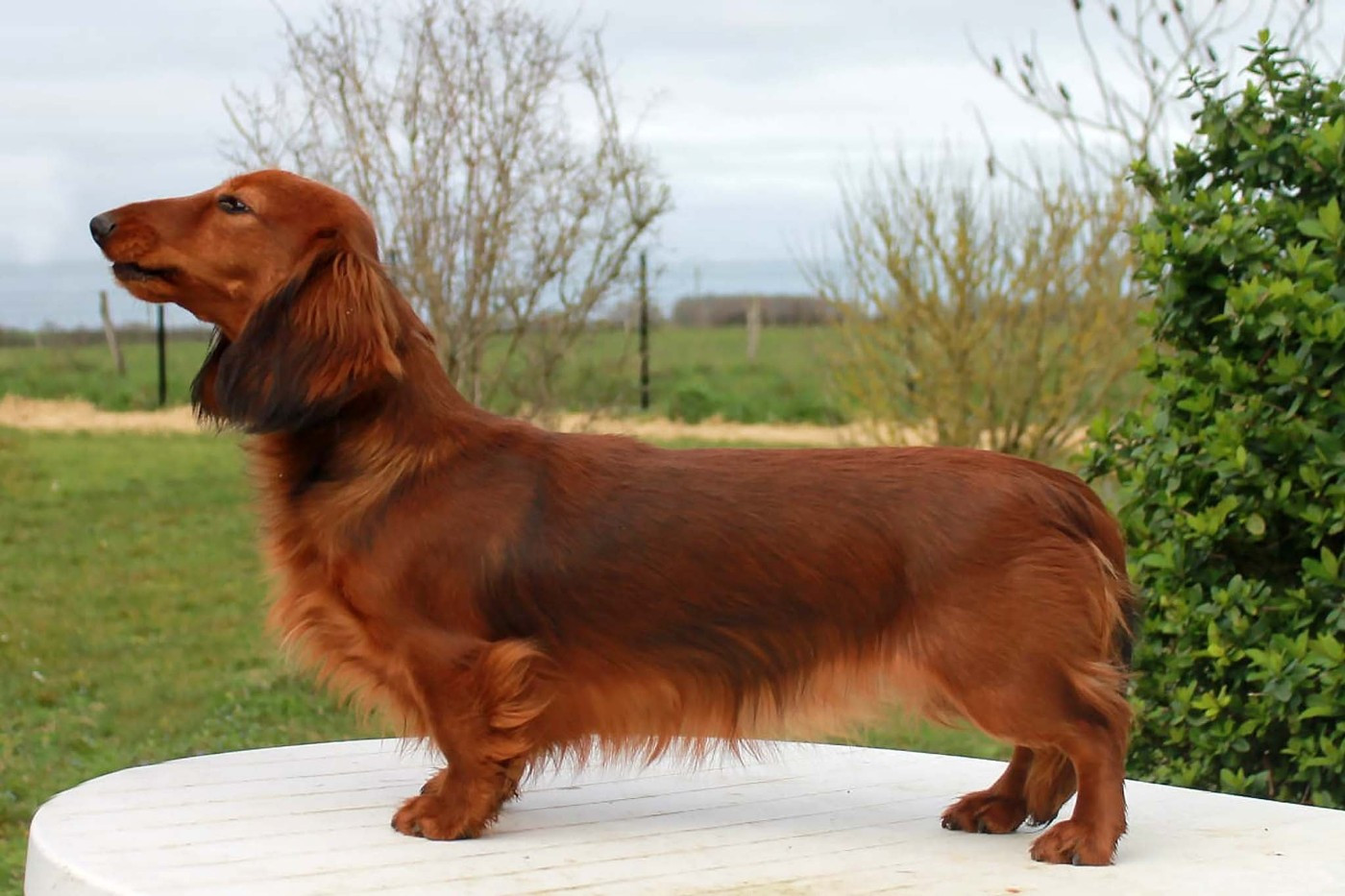 Abricotine des Petites Pattes du Causes