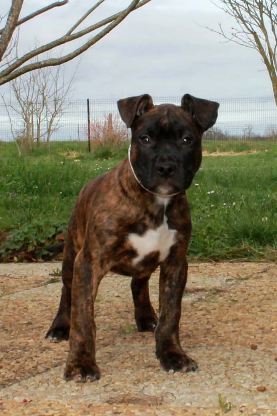 American Staffordshire Terrier - Du Domaine Du Sautadet