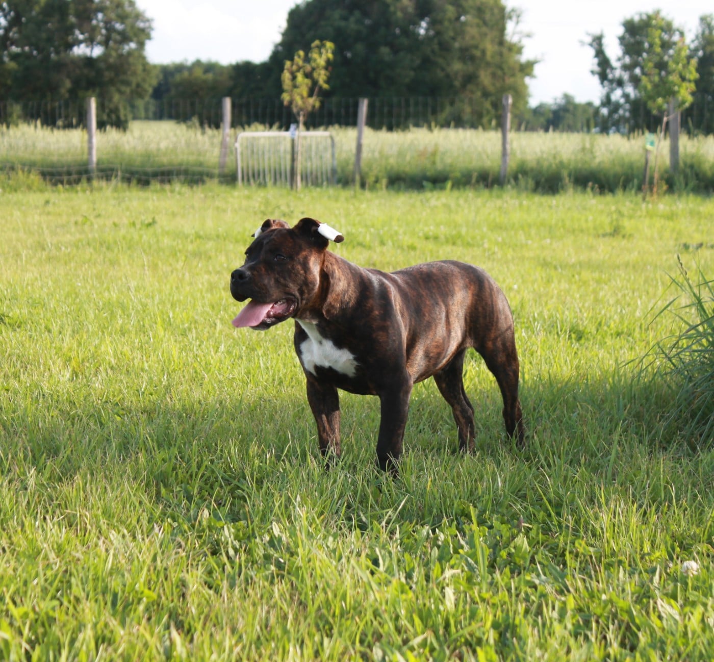 American Staffordshire Terrier - Du Domaine Du Sautadet