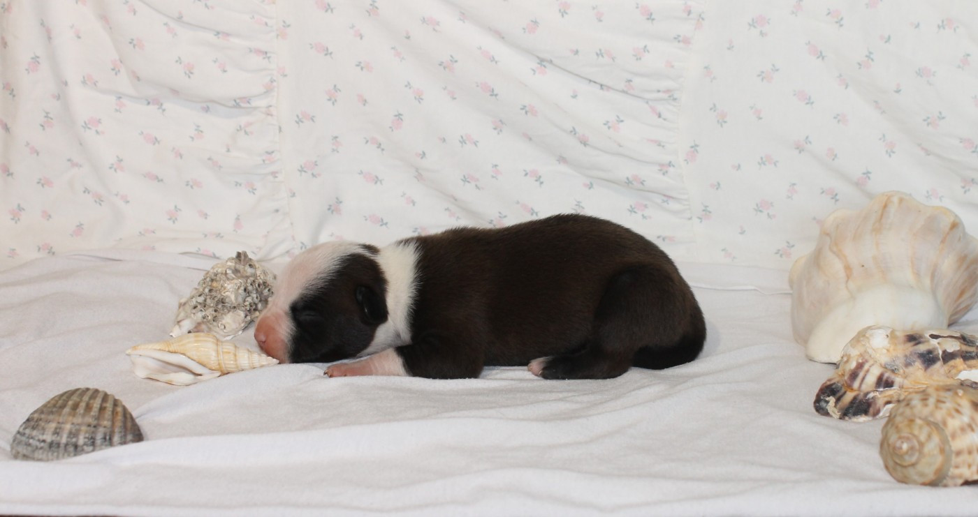 Femelle N°2