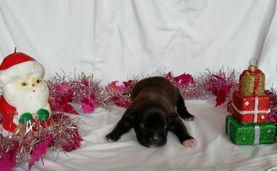 Femelle 2 - American Staffordshire Terrier