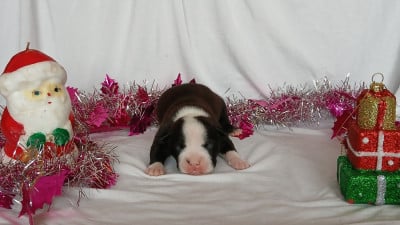 Femelle 3 - American Staffordshire Terrier