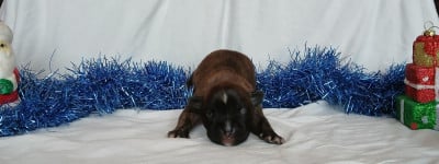 Mâle 1 - American Staffordshire Terrier